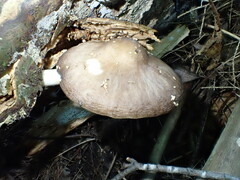 Pluteus hibbettii