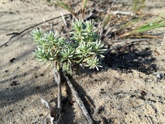 Helichrysum asperum comosum