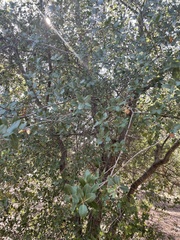 Quercus wislizeni