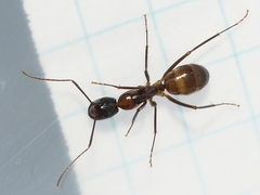 Camponotus americanus