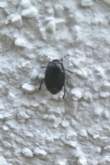 Macroscytus brunneus