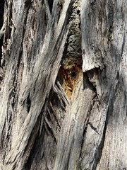 Tetragonula carbonaria
