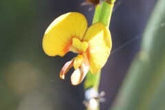 Bossiaea scolopendria