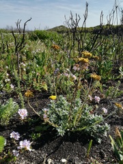 Helichrysum anomalum