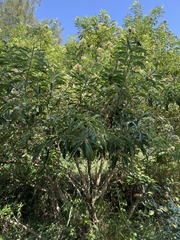 Pittosporum pentandrum