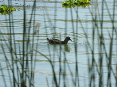 Porphyriops melanops