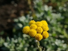 Helichrysum anomalum