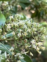 Pittosporum pentandrum
