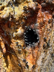 Tetragonula carbonaria
