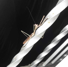 Stagmomantis