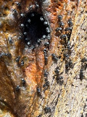Tetragonula carbonaria