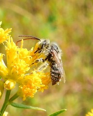 Melissodes druriellus