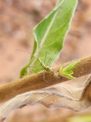 Zelus renardii