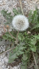 Taraxacum erythrospermum