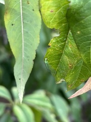 Chrysoperla comanche