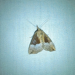 Hypena bijugalis