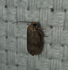 Cydia latiferreana