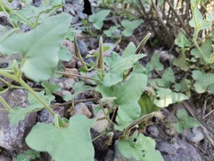 Aristolochia wrightii