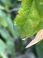 Chrysoperla comanche