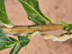 Zelus renardii