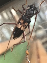 Phoracantha semipunctata