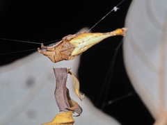 Arachnura