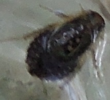 Opisthoplatia orientalis
