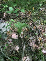 Lysimachia quadrifolia