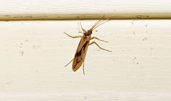 Platycentropus radiatus