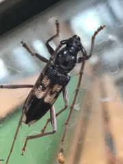 Phoracantha semipunctata