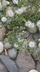 Senecio vulgaris