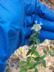 Pycnanthemum verticillatum