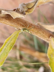 Zelus renardii