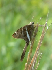 Chioides albofasciatus