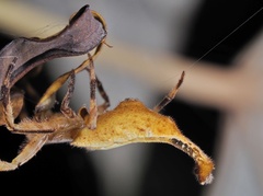 Arachnura