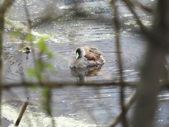 Porphyriops melanops