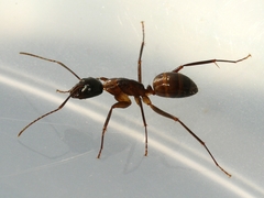 Camponotus americanus