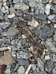 Dissosteira carolina