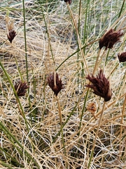 Schoenus nigricans