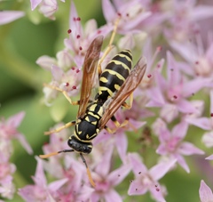 Polistes dominula