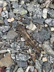 Dissosteira carolina