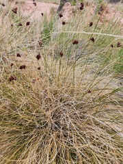 Schoenus nigricans