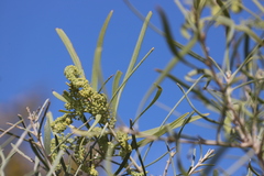 Grevillea striata