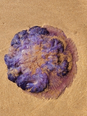 Pelagia noctiluca