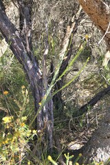 Bossiaea scolopendria