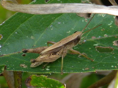 Dichromorpha viridis