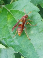 Polistes japonicus