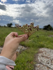 Sedum napiferum