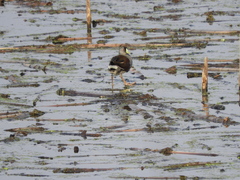 Porphyriops melanops