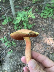Neoboletus luridiformis